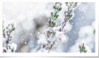 Simple Winter Frost...