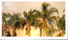 Elegant Palm Trees ...